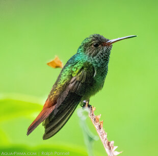 Rufous-tailed Hummingbird Photo: Ralph Pannell (Aqua-Firma)