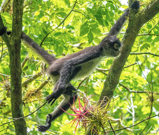Mexican Spider Monkey in forest conservation area in Belize