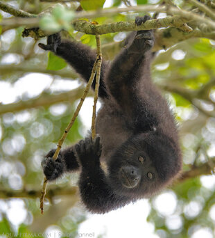Adolescent Black Howler Monkey