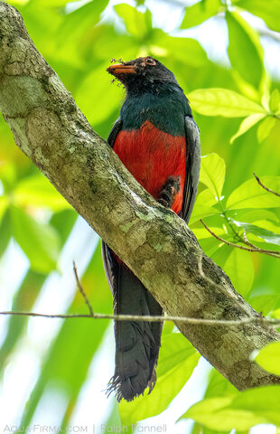 Slaty-tailed Trogon
