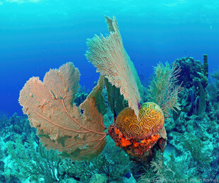 Underwater on Belize's Barrier Reef