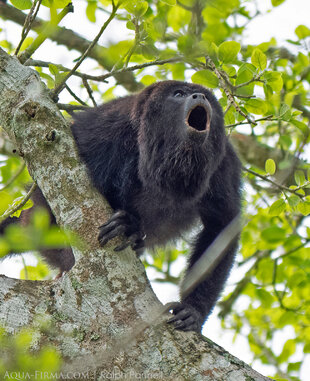Black Howler Monkey are locally called baboons in Belize
