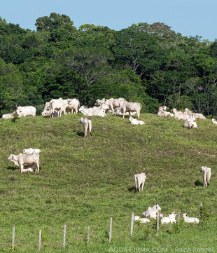 Cattle Ranching threatens forests in Belize
