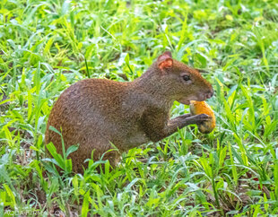 Lowland Paca (Cuniculus paca)