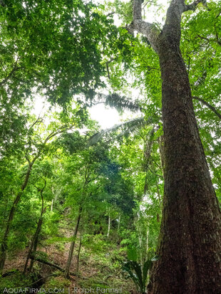 In the Forest, Belize