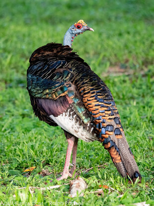 Ocellated turkey (Meleagris ocellata) - sign of a healthy ecosystem