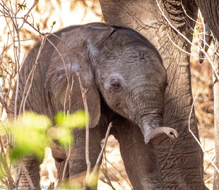 Baby Elephant in Tarangire National Park