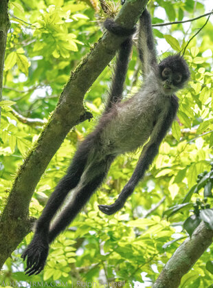 Mexican Spider Monkey (Ateles geoffroyi vellerosus) hanging out in Belize