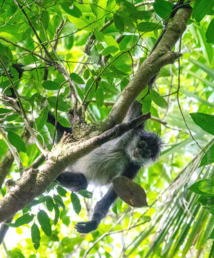Spider Monkey at Mayan Temple consumed by forest in Belize