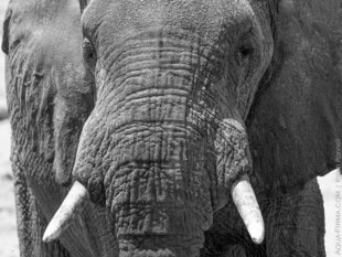 Elephant in Tarangire