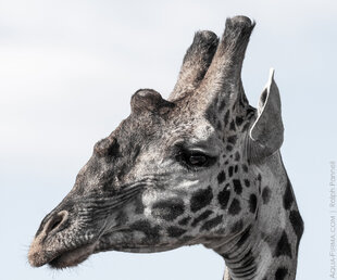 Masai giraffe (Giraffa tippelskirchi) in the Serengeti