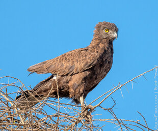 Brown Snake Eagle (Circaetus cinereus) in the Serengeti