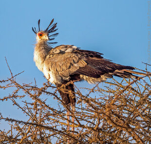 Secretary bird (Sagittarius serpentarius)