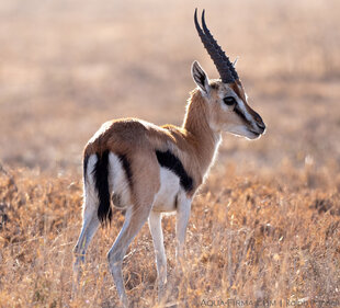 Thomson's Gazelle - early Migration arrival to Serengeti short grass plains