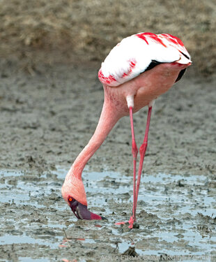 Pink flamingo feeding at Ngorongoro Crater Lake