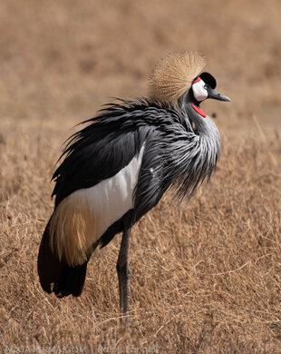 Crowned crane (Balearica regulorum) in Ngorongoro Crater