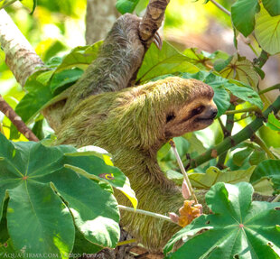 Three Toed Sloth in Costa Rica Photo: Ralph Pannell