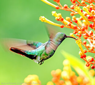 Hummingbird in the Osa Peninsula