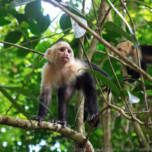 White-Faced Capuchin monkey