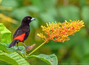 Scarlet-rumped Tanager (Ramphocelus passerinii)