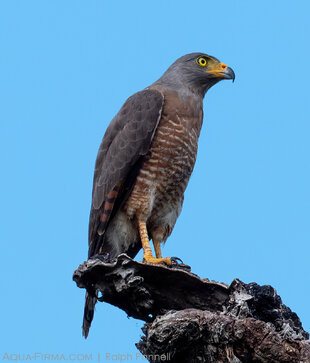 Roadside hawk (Rupornis magnirostris)