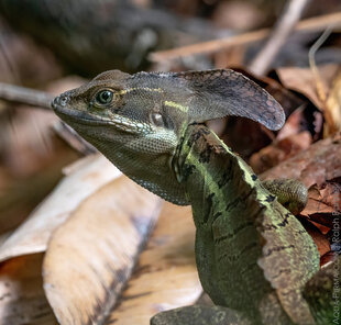 Common Basilisk Lizard