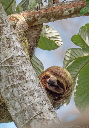 Three-toed Sloth