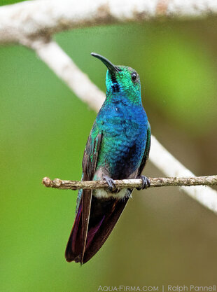 Mangrove Hummingbird  (Amazilia boucardi) Photo: Ralph Pannell