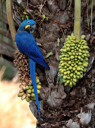 Hyacinth Macaw in the Pantanal photo: Ralph Pannell