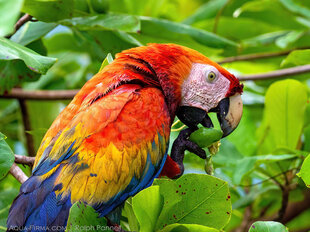 Scarlet Macaw in the Osa Peninsula of Costa Rica