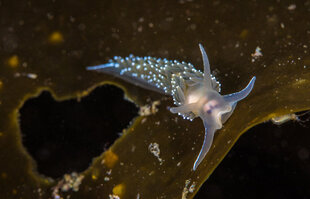 Sea Slug, Iceland