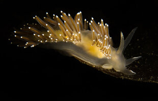 Sea Slug, Iceland