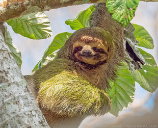 Smiley Sloth