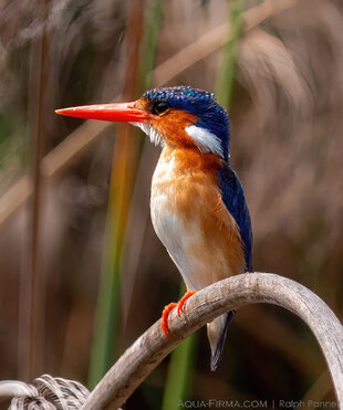 Malachite Kingfisher in permanently flooded Okavango River Delta