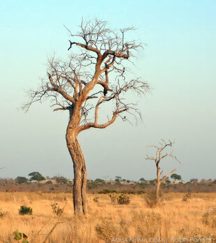 Dried out tree in Savuti, Chobe National Park