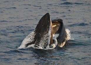 Lunge Feeding Humpbacks