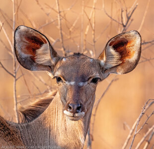 Female Waterbuck