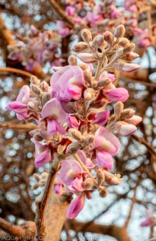 Kalahari Apple Leaf tree in blossom in September