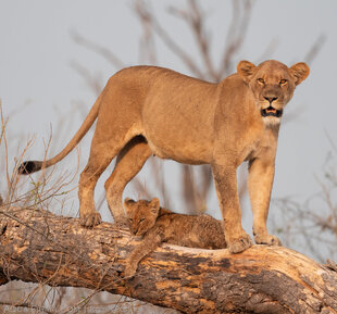 Lioness & Cub in the Okavango Delta