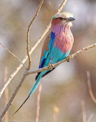 The Lilac-breasted Roller is one of Africa's most recognisable bird