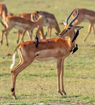 Oxpeckers cleaning an Impala