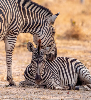 Zebra Mother & Calf in the Chobe National Park