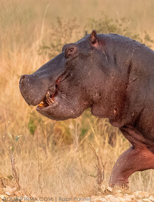Hippopotamus out in the open savannah