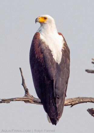 Fish Eagles are common along the Chobe River & Okavango Delta