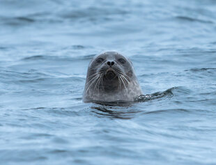 Seal in the Northwest Passage - HX Expeditions - Yuri Choufour