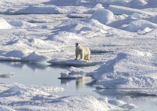 Polar Bear in the Beaufort Sea - HX Expeditions - Ted Gatlin