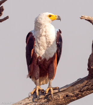 Fish Eagle watching over the Chobe River