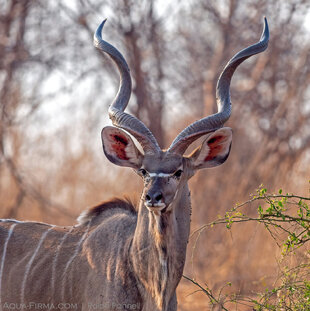 Magnificent antlers of a Male Greater Kudu