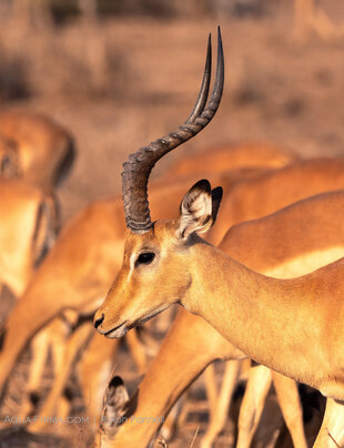 Male Impala in Chobe National Park