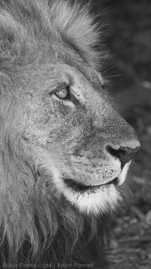 Portrait of a Male Lion in Chobe National Park